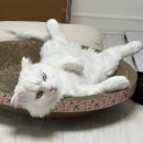로얄케어 | 고양이 설사 사료&영양제 추천!내돈내산으로 먹인 로얄캐닌 다이제스티브 케어 후기