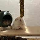 곰찌 | 햄스터 키우기 - 덕배 소개와 곰찌 조립식 케이지 후기