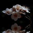 water reflection 이미지
