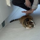 서울앤탑 동물병원 이미지