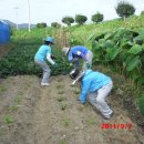 심가네농장 이미지