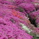 철쭉동산 이미지