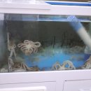 온천낙지 네이버블로그