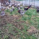 해순농장 이미지