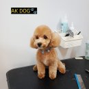 AK DOG 이미지