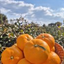 거북농장 이미지