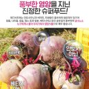 (이유식, 간식/ 레드 비트(Red Beet, 속붉은 무) 추천 이미지