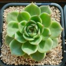 콩쥐팥쥐 이미지