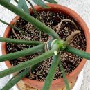 마요이(mayoi) 이미지