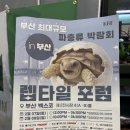 포럼 | 아이랑 가볍게 갔다가 개코 입양까지… ｜부산 렙타일 포럼 솔직 후기