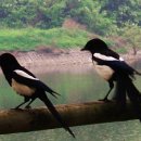 상념의 정원 이미지