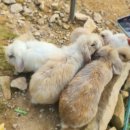 행복한농장 | 아이와 행복한 농장 체험! 예당호 카페 아그리르(Agriir)