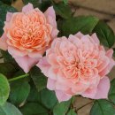 장미하우스 이미지