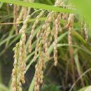 바우찹쌀농장 이미지