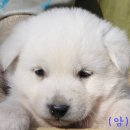 주옥 이미지