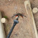 소나무숲속의하얀집 이미지