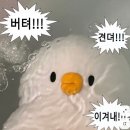 아랫도리 | 항문농양수술 2달차 후기/ 칸디다질염 박멸(feat.코코넛밀크)
