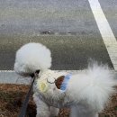 애견 미용실(도그하우스) 이미지