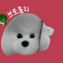 댕댕미용 이미지