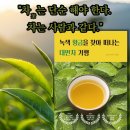 [공지] 녹색 황금을 찾아 떠나는 대만차 기행 🍵🌿