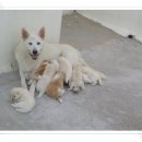 똥강아지 이미지