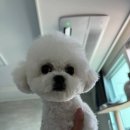 러브썸그루밍샵 이미지