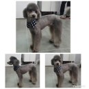 할리우드펫 이미지