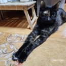 봄맞이 우리집 정리쓱싹 | 찍찍이로 안 되던 고양이 털, 쓱싹스크래퍼로 해결 쓱싹스크래퍼 솔직 사용 후기