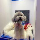 도담쁘띠몽 네이버블로그