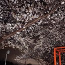 메르시 펜션 | 대형견 부산근교 울산 애견동반펜션 메르시풀빌라펜션 1편｜야경 감성 독채 숙소 후기