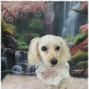 행복한 애견 미용 | 중랑구애견미용 행복한 강아지 미용샵 이쁜댕에서의 특별한 경험