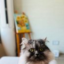 벨라 그루밍 이미지