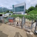 수원시바견 이미지