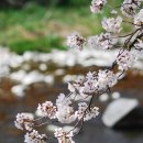 [충주여행] 벚꽃 찾아 충주호 130리 뱃길 이미지