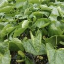 상순이네 하우스 이미지