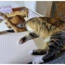 냥플레이스 이미지