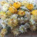 민들레2농장 이미지