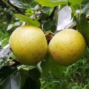 조이스킨 이미지