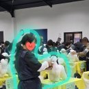 벨라루시애견미용학원 이미지