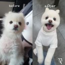 24시애견미용 이미지