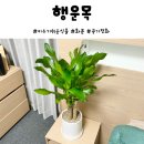 키우기쉬운식물 행운목 인레이어 식물 쇼핑몰 신호트리 후기