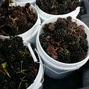 민지네농장 이미지