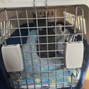 기린동물병원 | 고양이 수컷 중성화 수술 후기 (청라 하얀기린동물병원)