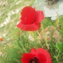 아쉬람펜션 이미지