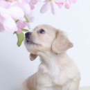 행복한 강아지 이미지