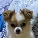 라이크몽 이미지