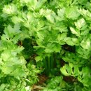 부산농장 이미지