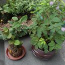 목운중학교 이미지