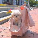 뭉치키즈풀빌라 이미지