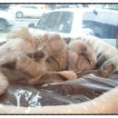 신천동물병원 이미지